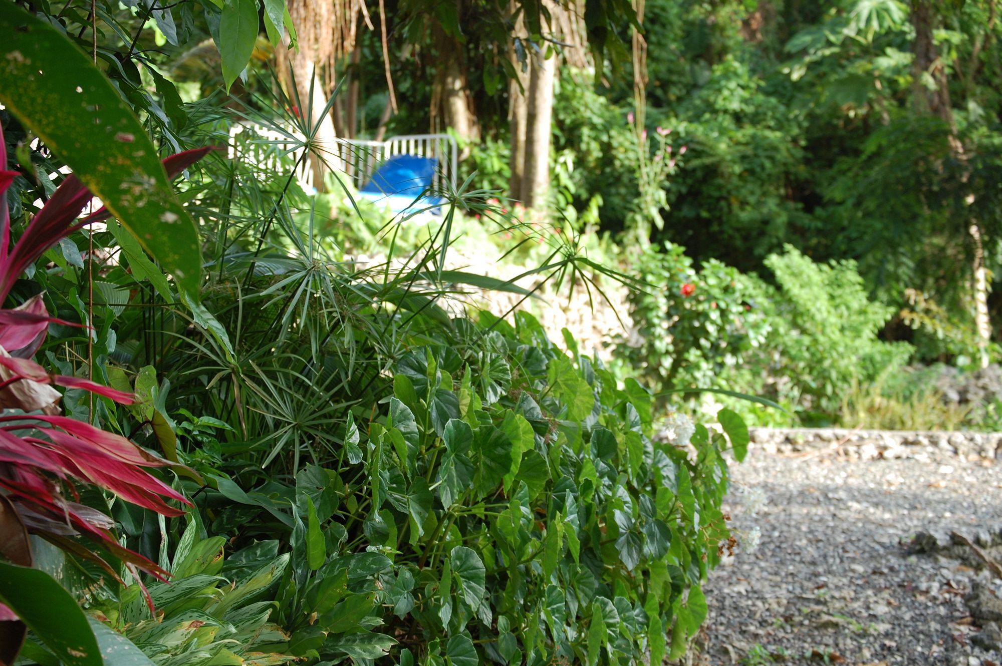 Hotel Mockingbird Hill Port Antonio Esterno foto